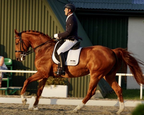 horse Armona Fider (Polish Warmblood, 2012, from Fidertanz)