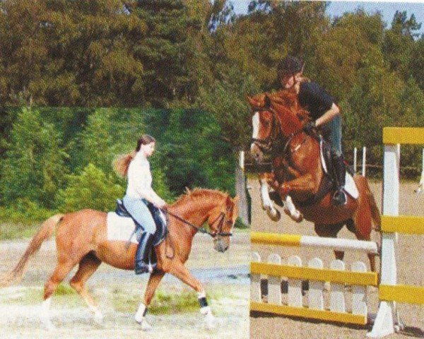 horse La Luna (German Riding Pony, 1997, from Loriot)