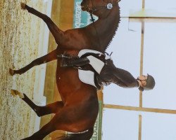 broodmare Queen of Midnight (German Sport Horse, 2008, from Quaterback)