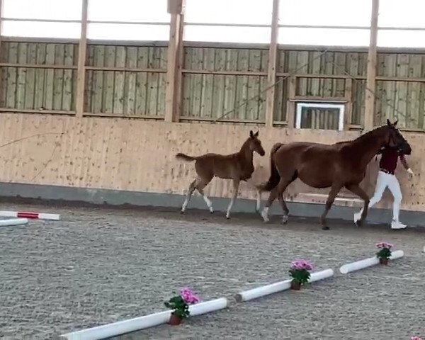 horse Quiana (German Warmblood, 2020, from Q-Sieben OLD)