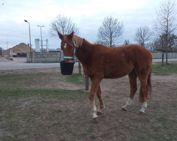 horse Berlian (German Warmblood, 2018, from Bordeaux 28)