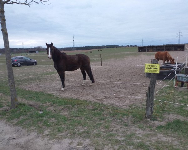 horse Faolan (German Warmblood, 2016, from Foundation 2)
