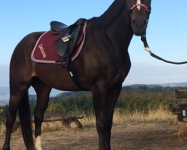 horse Dacapy Deluna (Westphalian, 2015, from Daily Deal)