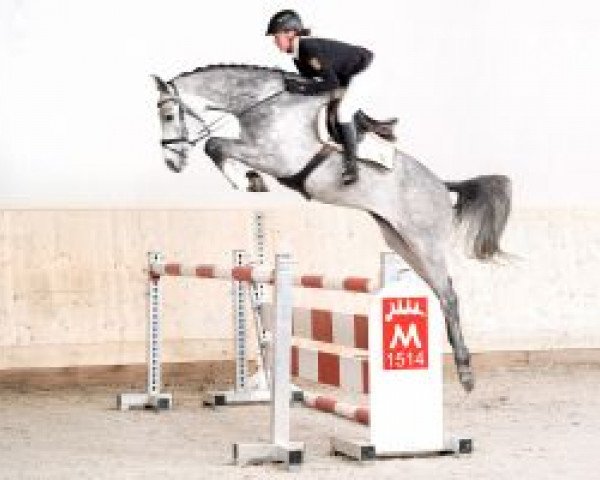 horse Captain Zinnow (German Sport Horse, 2017, from Captain Olympic)
