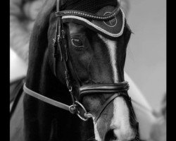 Zuchtstute Royal Lady 47 (Hannoveraner, 2010, von Royal Classic I)