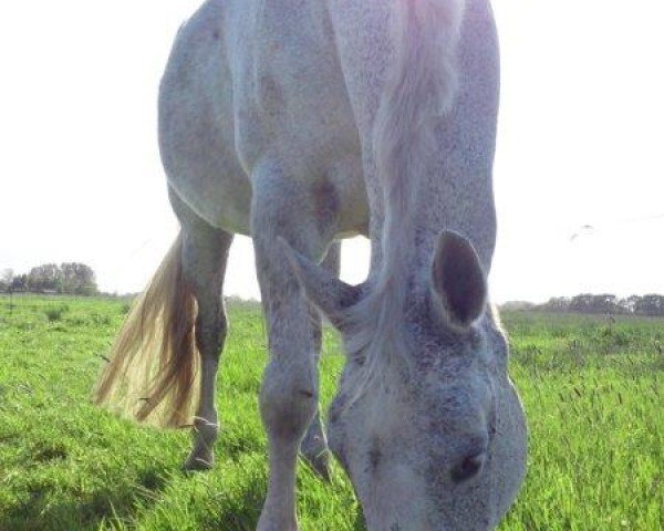 jumper White Delight (Hanoverian, 1995, from Westminster)