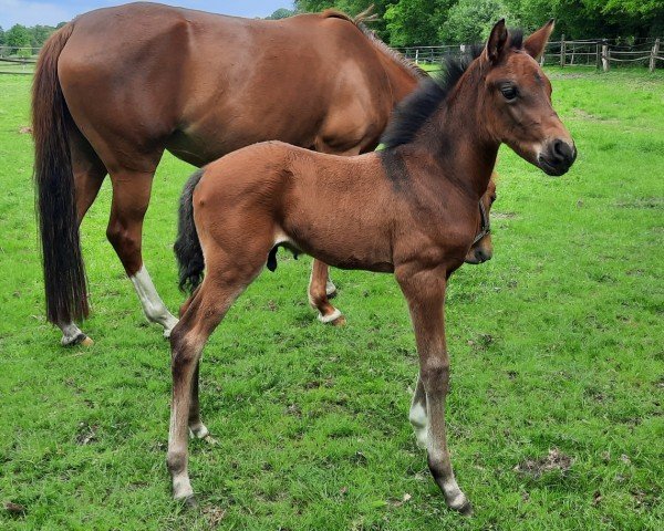 Fohlen von De Zuma (Deutsches Reitpony, 2025, von Der Zauberlehrling)