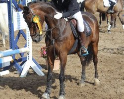 jumper Speedy Spanky (German Sport Horse, 1999)