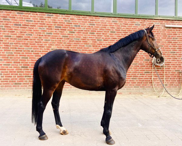 horse Fayette EB (Hanoverian, 2015, from Fashion Maker)