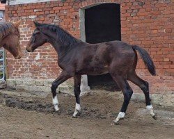 horse Kachi (Holsteiner, 2024, from Keaton HV)
