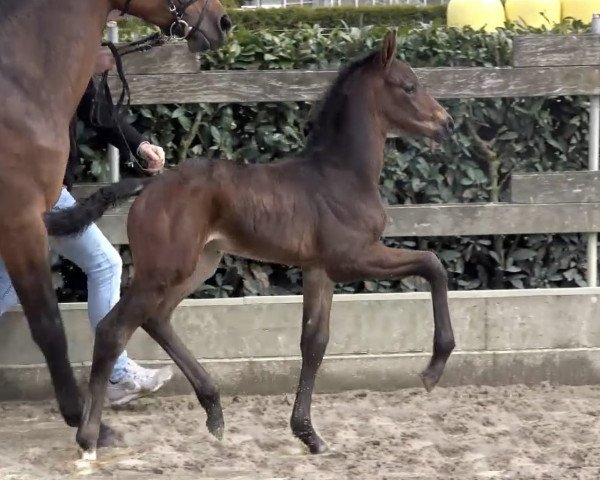 Pferd Stute von Knock-Out / Ramiro's Son II (Oldenburger, 2021, von Knock-Out)