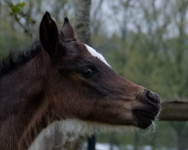 horse Crimskrams (German Riding Pony, 2021, from Hengst von Heidbergs Nanch / FS Golden Highlight)