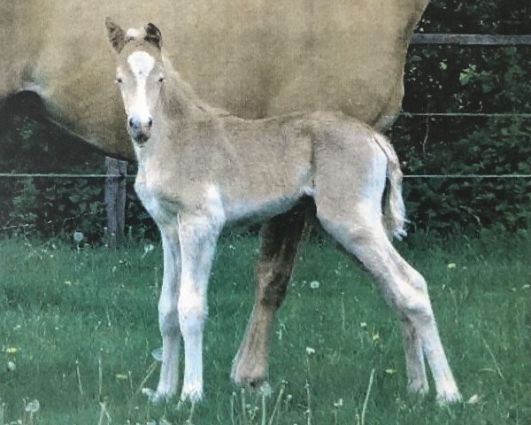 broodmare Birkenhain Golden Genova (German Riding Pony, 2014, from Churchill E WE)