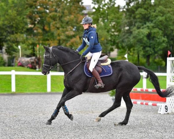Springpferd Baronessa Nera (Hannoveraner, 2009, von Harmony's Baroncelli)