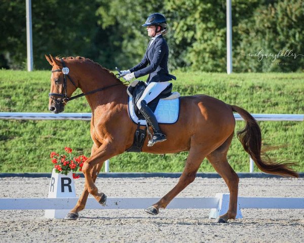 Dressurpferd Banty du Hans (Oldenburger, 2014, von Black Ruby)