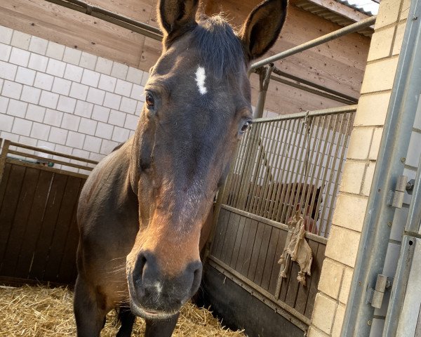 Springpferd Florencia 9 (Hannoveraner, 2001, von Fabriano)