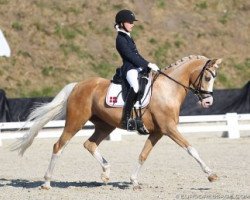 Dressurpferd Goldfever Hella Bella (Dänisches Warmblut, 2008)