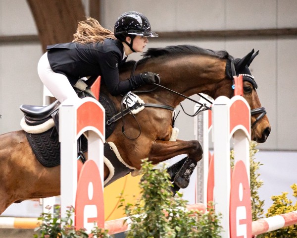 jumper Collins Werlemann (German Riding Pony, 2012, from Chantre B)