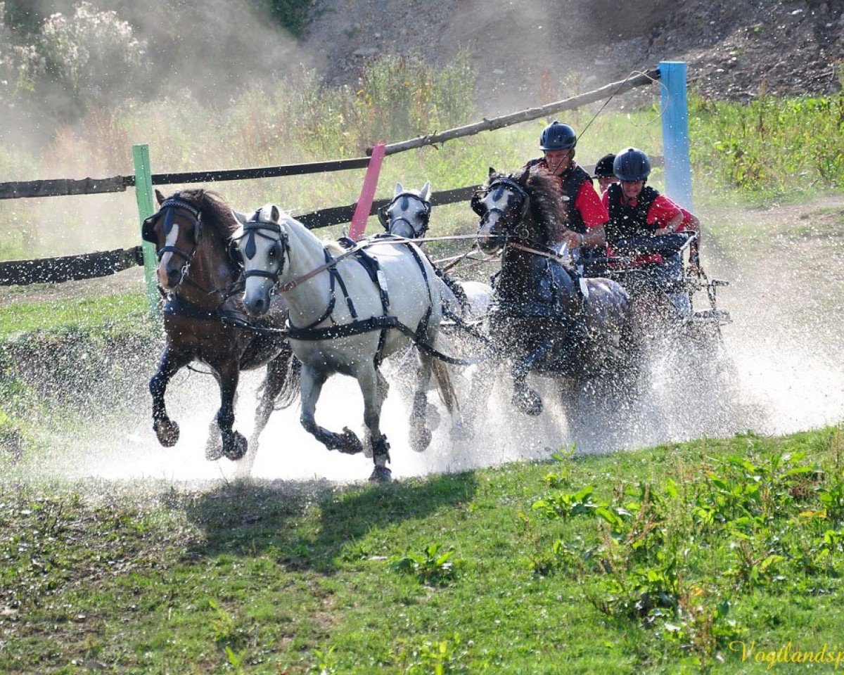 Stallone da monta Mulligen's Derrick (Welsh Mountain Pony (Sez.A), 1997, di Vechtzicht's Cymro Bach)