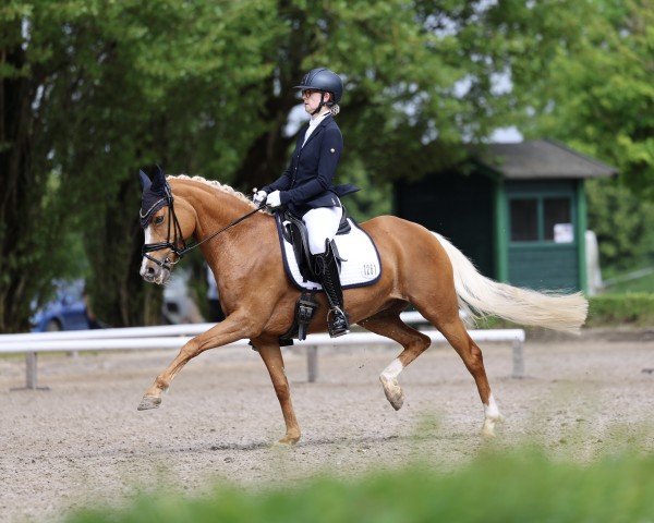 Zuchtstute Vienna (Deutsches Reitpony, 2016, von Valerius)