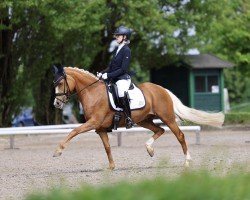 broodmare Vienna (German Riding Pony, 2016, from Valerius)