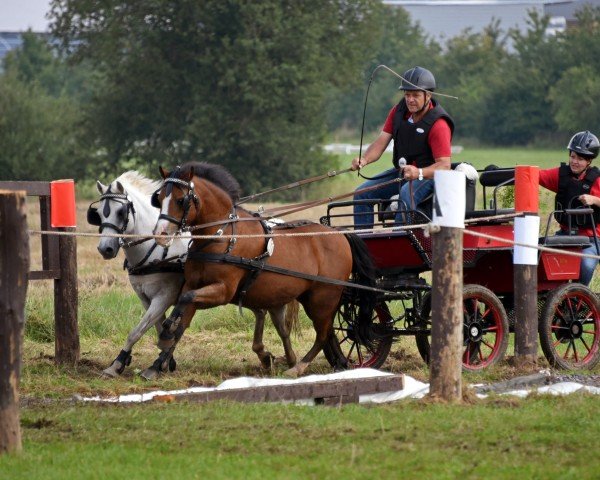 horse Birkenstein's Portos (Welsh mountain pony (SEK.A), 2009, from Uiterwaarden's Prins Abdullah)