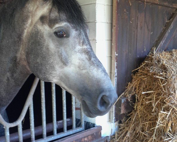 Deckhengst Carlos Primero H (Oldenburger Springpferd, 2019, von Chacoon Blue)