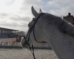 jumper Calimbo 13 (Holsteiner, 2009, from Cancara)