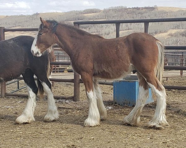 horse Battle River Clancy (Clydesdale, 2020, from Hatfield Hightower)