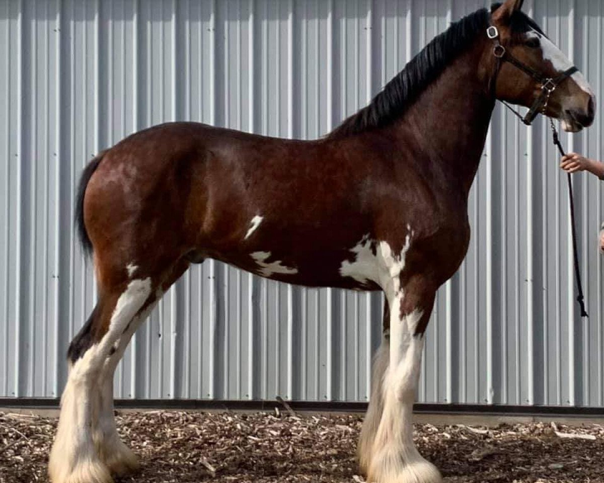 Koń K.D.J.'s Jack of Spades (Clydesdale, 2018, od Armageddon's Lord Nehemiah)
