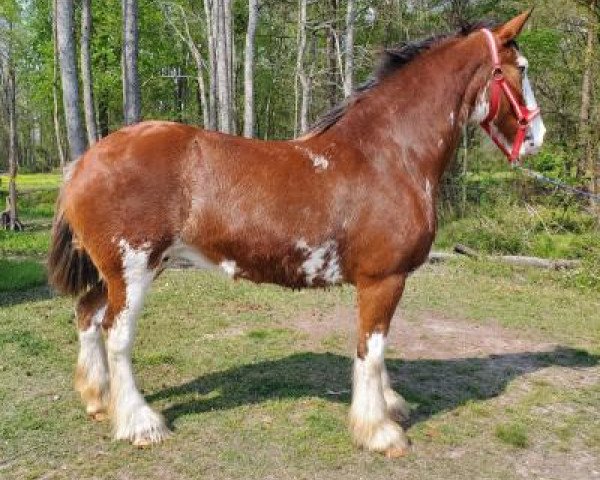 horse Explorer's Dina (Clydesdale, 2008, from Millisle Explorer)