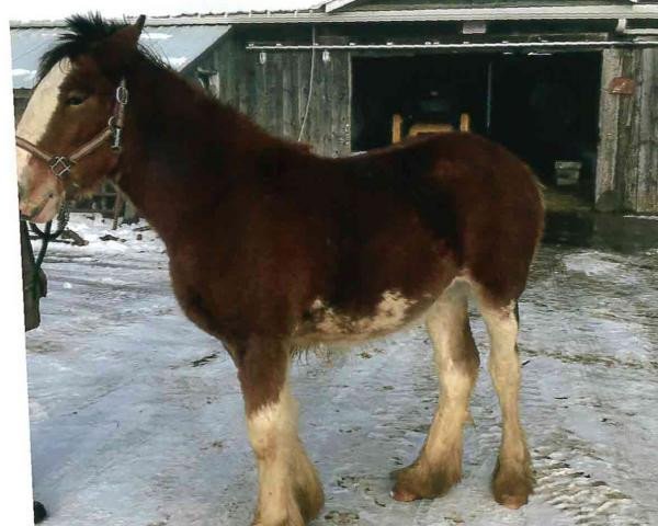 Pferd Bell's Superior Billie (Clydesdale, 2018, von Tablerock's Cracker Jack)