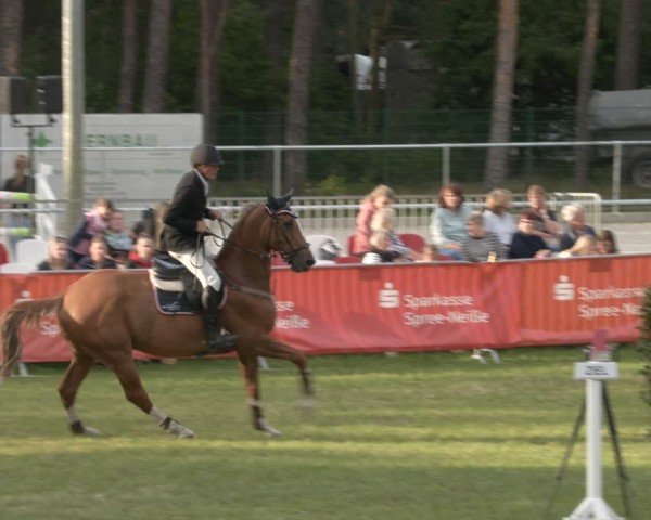 Reitturnier Cottbus-Sielow 2025