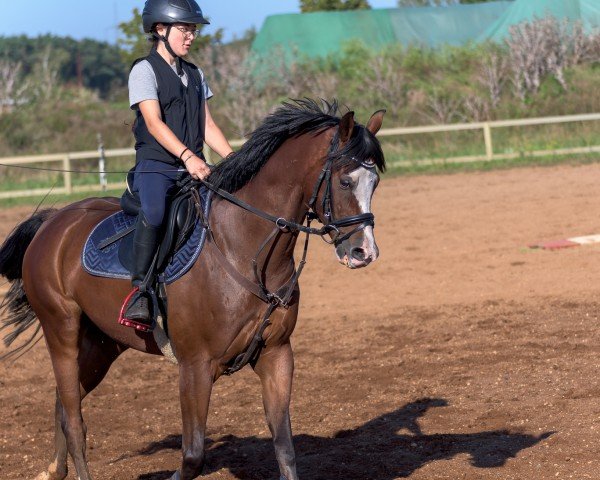 Springpferd Django 451 (Deutsches Reitpony, 2014, von Davignon)