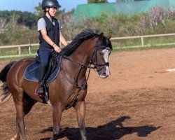 Springpferd Django 451 (Deutsches Reitpony, 2014, von Davignon)