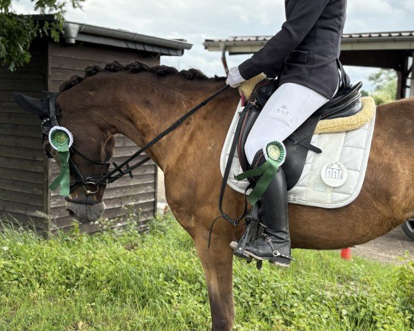 dressage horse Chantrie de Luxe (German Riding Pony, 2013, from Chantre B)