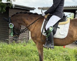 jumper Chantrie de Luxe (German Riding Pony, 2013, from Chantre B)