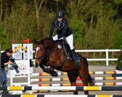 jumper Marron 27 (Pony without race description, 2015)