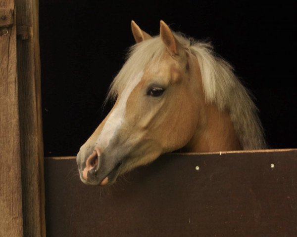 broodmare Failshofer Coconut Kiss (German Riding Pony, 2011, from Gründleinshof's Golden Starlight) broodmare Failshofer Coconut Kiss (German Riding Pony, 2011, from Gründleinshof's Golden Starlight)