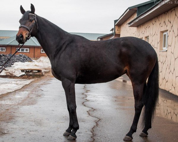 Zuchtstute Germiona (Russisch Trakehner, 2016, von General xx)