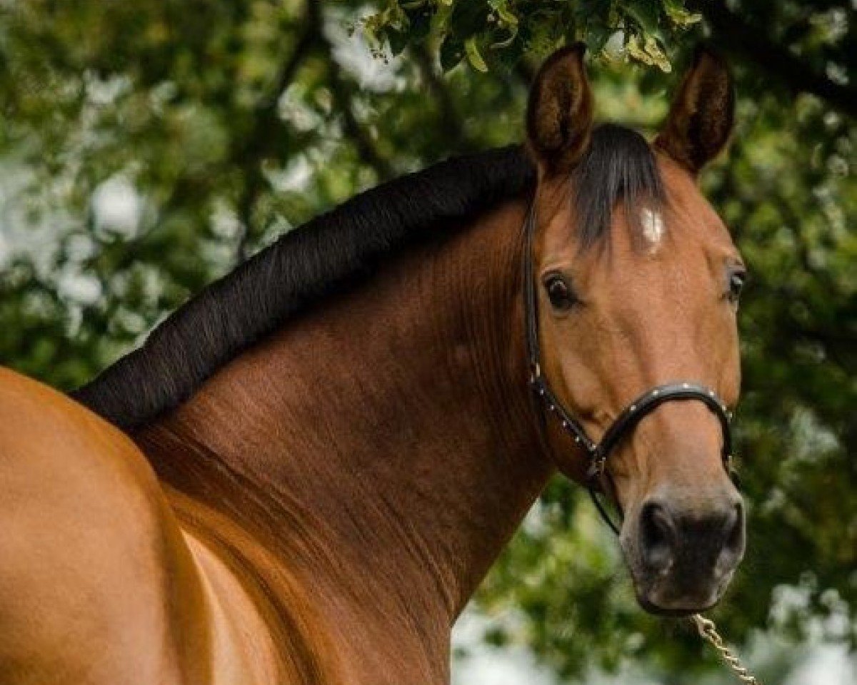horse Lehnsboy (Rhinelander, 2001, from Lehnsherr GL)