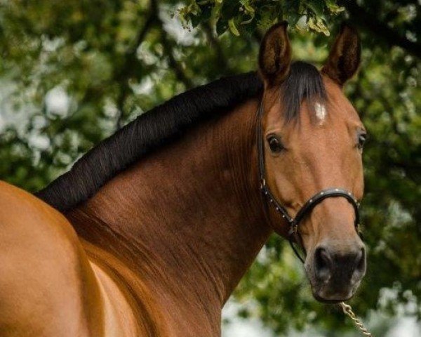 horse Lehnsboy (Rhinelander, 2001, from Lehnsherr GL)