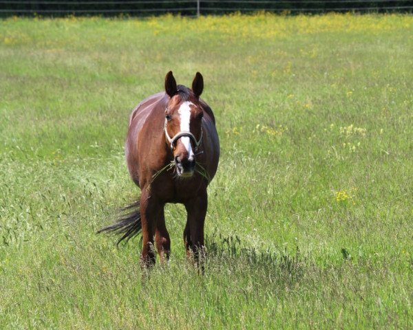Pferd Shirly Sue (Deutsches Reitpferd, 1997, von Samenco I B)