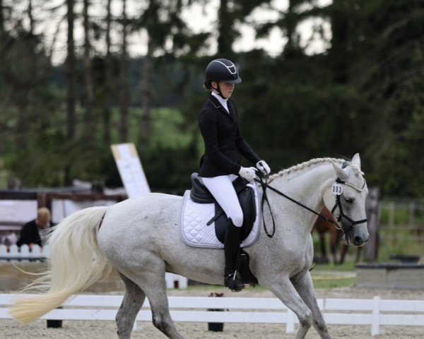 dressage horse Belinda 223 (Connemara Pony, 2012, from AC-Samson af Engvang)