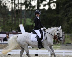 dressage horse Belinda 223 (Connemara Pony, 2012, from AC-Samson af Engvang)