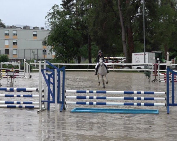 Reitturnier Bregenz 2025