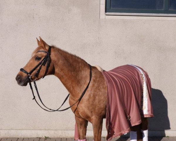 Dressurpferd Aloha Sunshine (Deutsches Reitpony, 2004, von Stukhuster Ricardo Go For Gold)