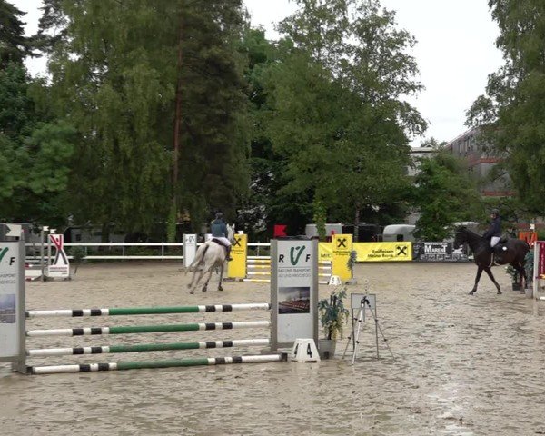 Reitturnier Bregenz 2025