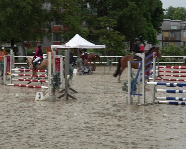 Reitturnier Bregenz 2025