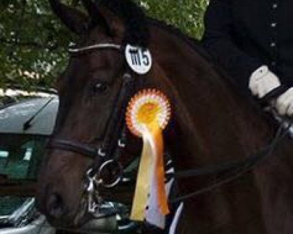 dressage horse San Sirius P (Oldenburg, 2007, from San Remo) dressage horse San Sirius P (Oldenburg, 2007, from San Remo)